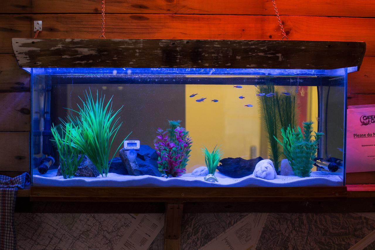 Geeky Gecko Backpackers Hostel Ντούνεντιν Εξωτερικό φωτογραφία
